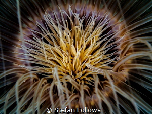 Heart of Gold

Tube Anemone - Cerianthus sp

Ang Thon... by Stefan Follows 